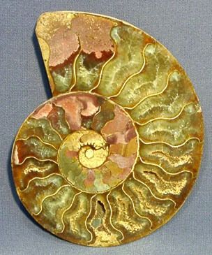Аммолит